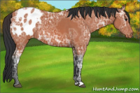 Horse Color:Bay Ice Appaloosa 