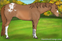Horse Color:Chestnut Appaloosa
