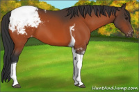 Horse Color:Bay Tobiano Appaloosa 
