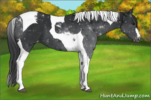 Horse Color:Black Tobiano Appaloosa 