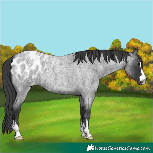 Horse Color:Blue Roan Appaloosa
