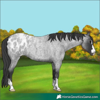 Horse Color:Blue Roan Appaloosa 