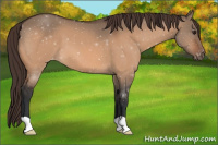 Horse Color:Brown Dun Appaloosa