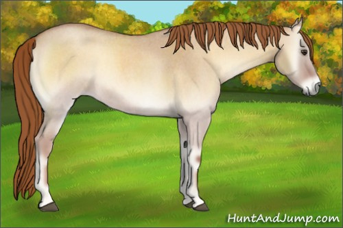 Horse Color:Red Dun Roan Onyx 
