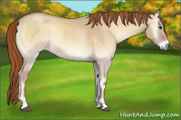 Horse Color:Red Dun Roan Onyx
