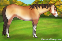 Horse Color:Buckskin Onyx 