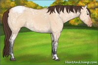 Horse Color:Bay Ice Dun Appaloosa