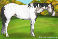 Horse Color:Blue Onyx Tobiano Appaloosa 