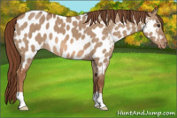 Horse Color:Red Dun Appaloosa 