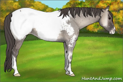 Horse Color:Grullo Onyx Near Fewspot 