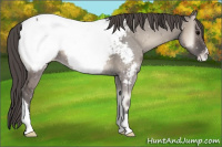 Horse Color:Grullo Onyx Near Fewspot 