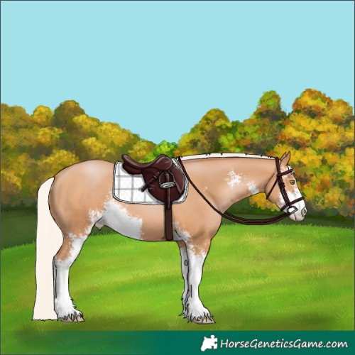 Horse Color:Silver Bay Pearl Sabino