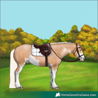 Horse Color:Silver Bay Pearl Sabino
