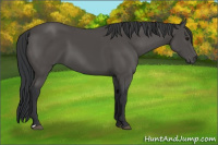 Horse Color:Black 