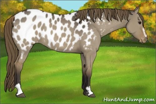 Horse Color:Smoky Grullo Sabino Appaloosa 