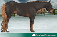 Horse Color:Liver Chestnut 