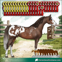 Horse Color:Liver Chestnut Sabino Splash Appaloosa Rabicano 
