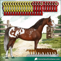 Horse Color:Liver Chestnut Sabino Splash Appaloosa Rabicano