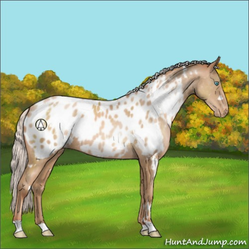 Horse Color:White Spotted Silver Buckskin Pearl Appaloosa 
