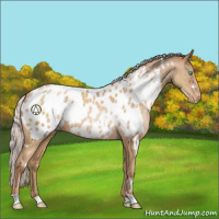 Horse Color:White Spotted Silver Buckskin Pearl Appaloosa