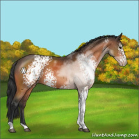 Horse Color:White Spotted Bay Varnish 