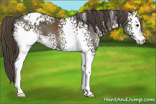 Horse Color:White Spotted Smoky Black Sabino Appaloosa 