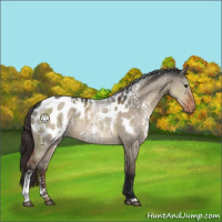 Horse Color:White Spotted Brown Dun Near Leopard 
