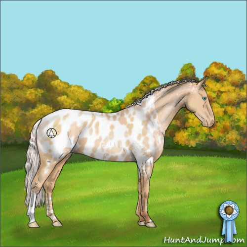 Horse Color:White Spotted Silver Buckskin Pearl Appaloosa 