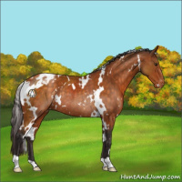 Horse Color:White Spotted Buckskin Appaloosa Rabicano 