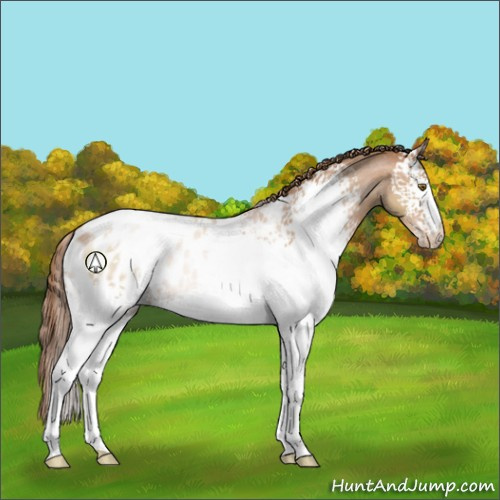 Horse Color:White Spotted Brown Pearl Appaloosa 