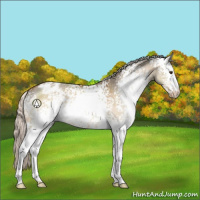 Horse Color:White Spotted Silver Bay Dun Appaloosa 