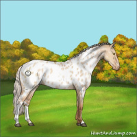 Horse Color:White Spotted Silver Bay Pearl Dun Sabino Appaloosa 