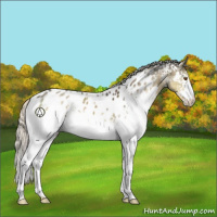 Horse Color:White Spotted Silver Smoky Grullo Appaloosa 