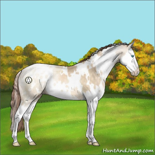 Horse Color:White Spotted Buckskin Pearl Dun Sabino Splash Appaloosa Rabicano 