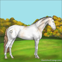 Horse Color:White Spotted Bay Pearl Dun Sabino Appaloosa Rabicano 