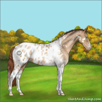 Horse Color:White Spotted Buckskin Pearl Appaloosa 