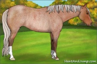 Horse Color:Silver Brown Roan Rabicano 