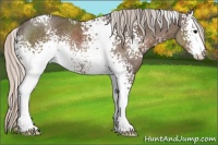 Horse Color:White Spotted Silver Black Sabino Rabicano 