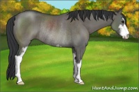 Horse Color:Grullo Sabino Rabicano 