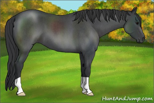 Horse Color:Blue Roan