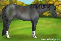 Horse Color:Blue Roan 