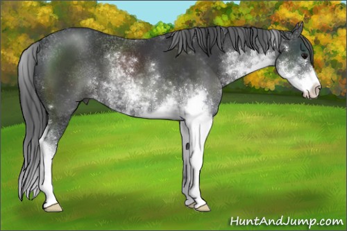 Horse Color:Black Sabino 