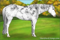 Horse Color:Black Sabino 