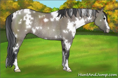 Horse Color:White Spotted Grullo Sabino Rabicano