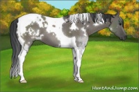 Horse Color:White Spotted Grullo Tobiano 