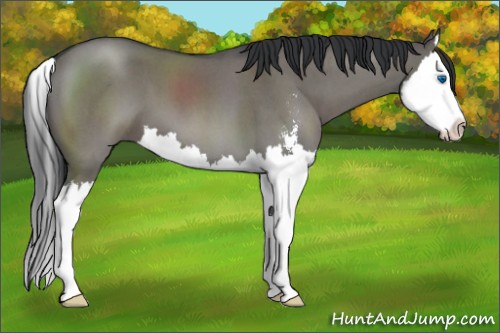 Horse Color:Grullo Roan Sabino Splash
