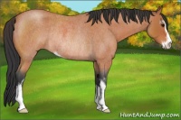 Horse Color:Bay Roan Sabino Rabicano 