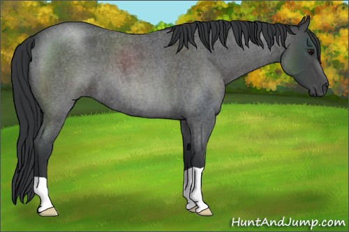 Horse Color:Blue Roan 