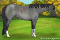 Horse Color:Blue Roan
