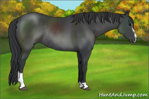 Horse Color:Black Sabino Rabicano